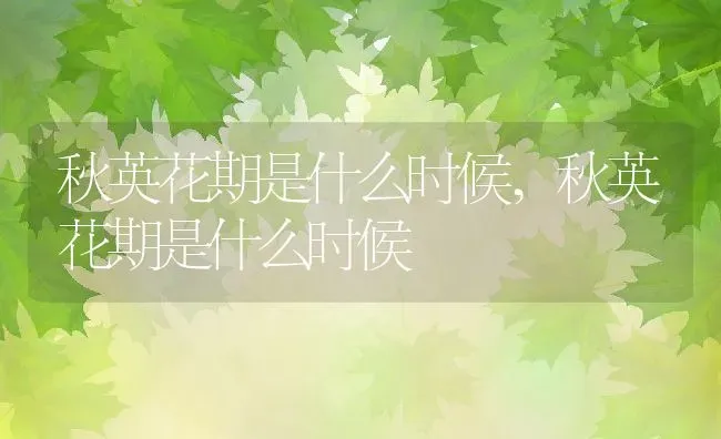 秋英花期是什么时候,秋英花期是什么时候 | 养殖科普