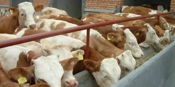 肉牛食欲差怎么办？这五大解决方法值得收藏！ | 三农知识