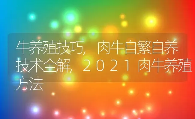 牛养殖技巧,肉牛自繁自养技术全解,2021肉牛养殖方法 | 养殖学堂