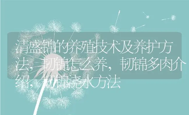 清盛锦的养殖技术及养护方法,韧锦怎么养，韧锦多肉介绍，韧锦浇水方法 | 养殖学堂