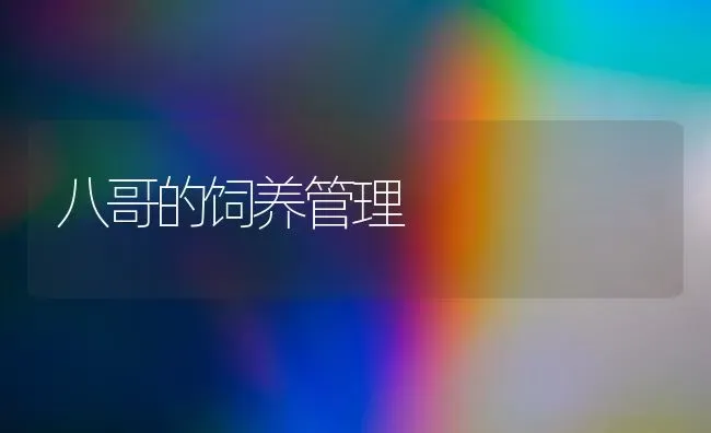 八哥的饲养管理 | 养殖知识