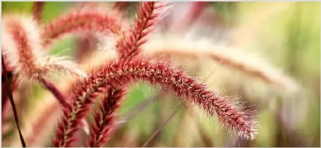 狐尾草有什么作用 | 妙招大全