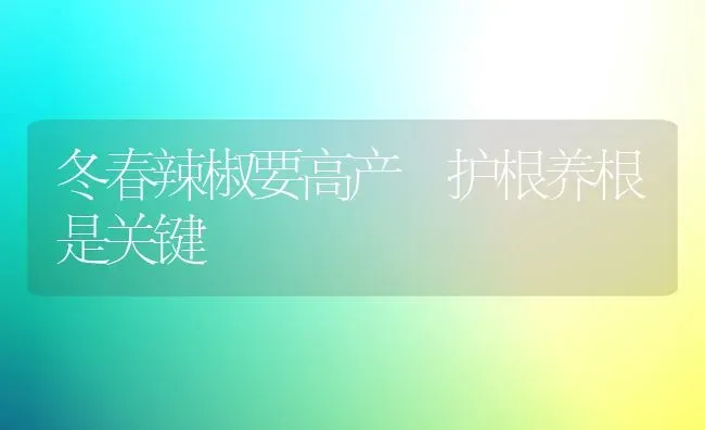 冬春辣椒要高产 护根养根是关键 | 养殖技术大全