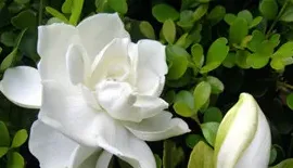 栀子花能在室内养吗,栀子花能放在屋里养吗？