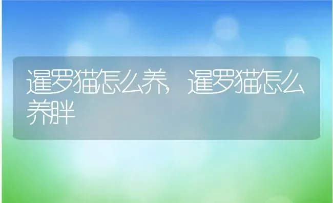 暹罗猫怎么养,暹罗猫怎么养胖 | 养殖科普