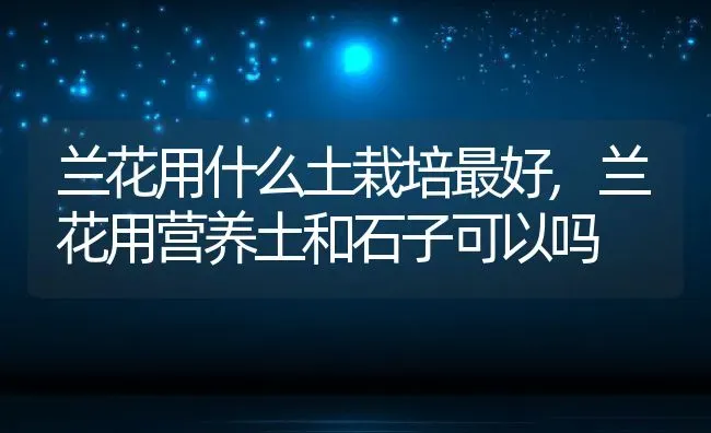 兰花用什么土栽培最好,兰花用营养土和石子可以吗 | 养殖学堂