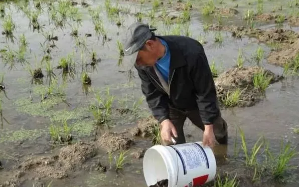 致富经泥鳅养殖：返乡农民养殖泥鳅赚大钱 | 常识大全