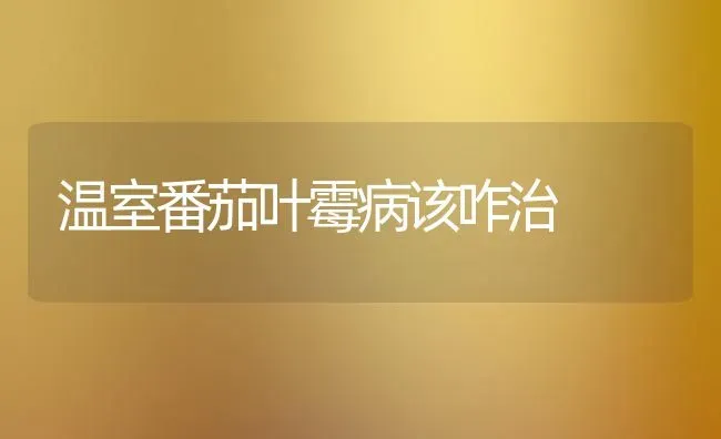 温室番茄叶霉病该咋治 | 养殖技术大全