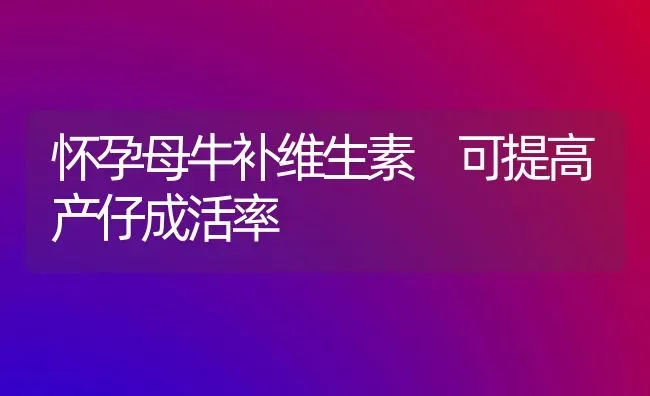 怀孕母牛补维生素 可提高产仔成活率 | 养殖技术大全