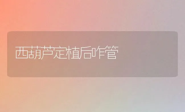 西葫芦定植后咋管 | 养殖知识