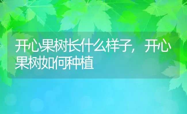 开心果树长什么样子,开心果树如何种植 | 养殖学堂