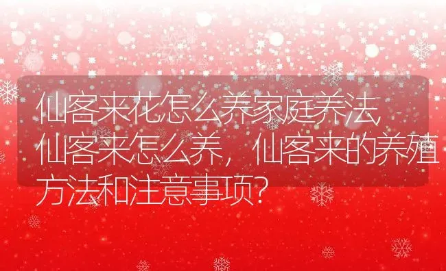 仙客来花怎么养家庭养法,仙客来怎么养，仙客来的养殖方法和注意事项？ | 养殖科普