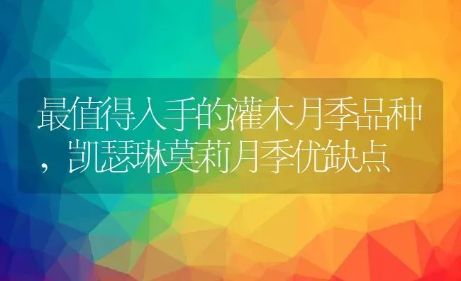 最值得入手的灌木月季品种,凯瑟琳莫莉月季优缺点 | 养殖学堂