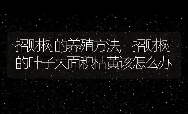 招财树的养殖方法,招财树的叶子大面积枯黄该怎么办 | 养殖学堂