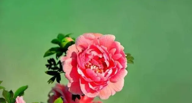 月季花长什么样图片,月季花喜爱什么样的生长环境？
