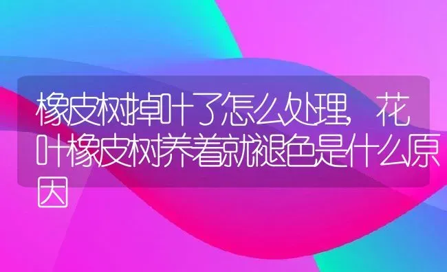 橡皮树掉叶了怎么处理,花叶橡皮树养着就褪色是什么原因 | 养殖学堂