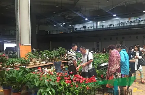 昆明斗南花卉市场在哪个区,斗南花卉电子交易中心如何交易？