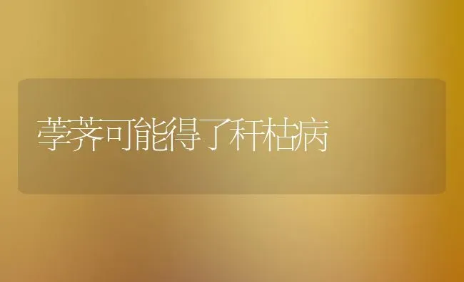 荸荠可能得了秆枯病 | 养殖技术大全