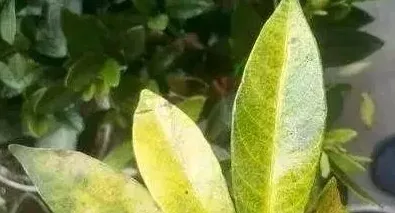 扶桑花黄叶子是怎么回事怎么补救,扶桑花水大了叶子发黄怎么救？