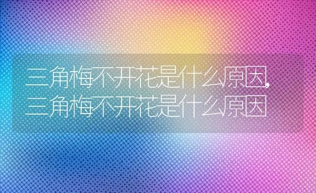 三角梅不开花是什么原因,三角梅不开花是什么原因 | 养殖科普