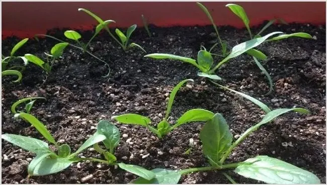 菠菜播种出苗率低怎么办 | 生活常识