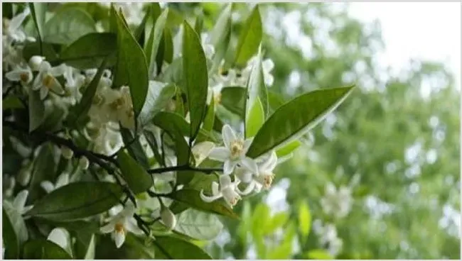 柚子雨后花期管理 | 生活妙招