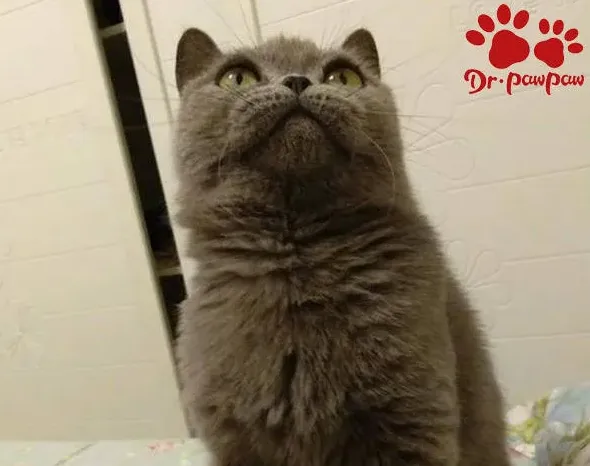 猫咪感冒症状表现,猫感冒了会有什么症状。怎么治疗？