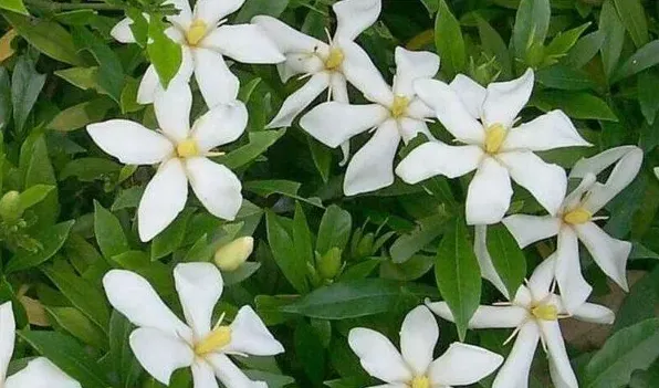 杀虫剂对植物有伤害吗 | 三农知识