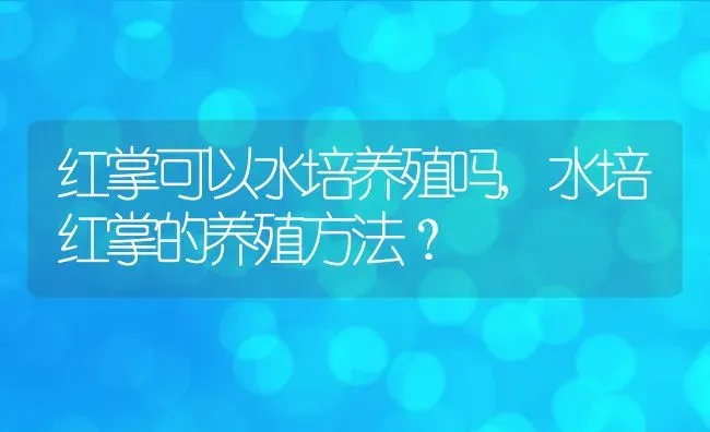 红掌可以水培养殖吗,水培红掌的养殖方法？ | 养殖学堂