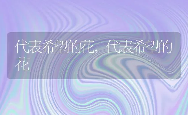 小丑鱼怎么养,海水小丑鱼怎么养 | 养殖科普