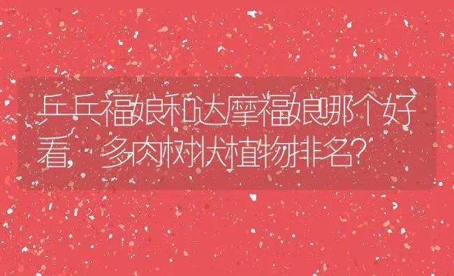 乒乓福娘和达摩福娘哪个好看,多肉树状植物排名？ | 养殖学堂