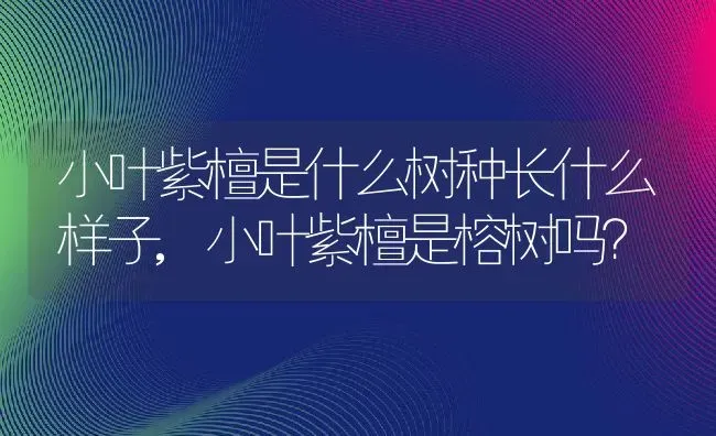 小叶紫檀是什么树种长什么样子,小叶紫檀是榕树吗？ | 养殖科普