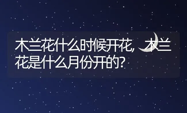 木兰花什么时候开花,木兰花是什么月份开的？ | 养殖学堂