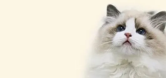 布偶猫认主人的表现,怎么确定猫认主人了？