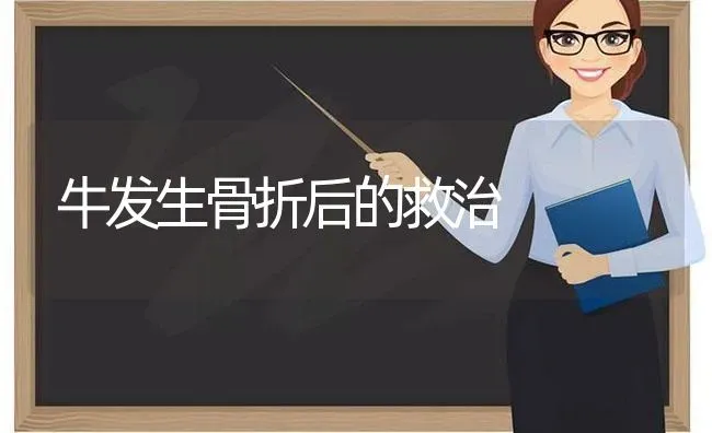 牛发生骨折后的救治 | 养殖技术大全