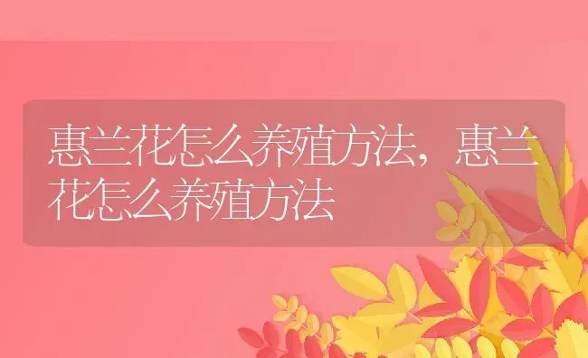 惠兰花怎么养殖方法,惠兰花怎么养殖方法 | 养殖学堂