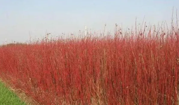 红瑞木开花吗 | 生活妙招