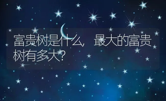 富贵树是什么,最大的富贵树有多大？ | 养殖科普