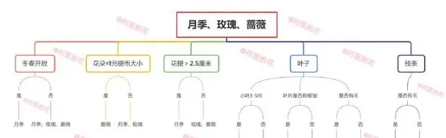 玫瑰月季蔷薇花怎么区别,总结蔷薇，月季和玫瑰的区别？