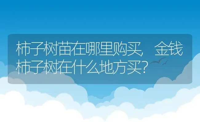 柿子树苗在哪里购买,金钱柿子树在什么地方买？ | 养殖科普