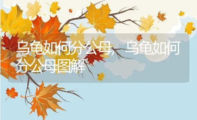 乌龟如何分公母,乌龟如何分公母图解 | 养殖资料