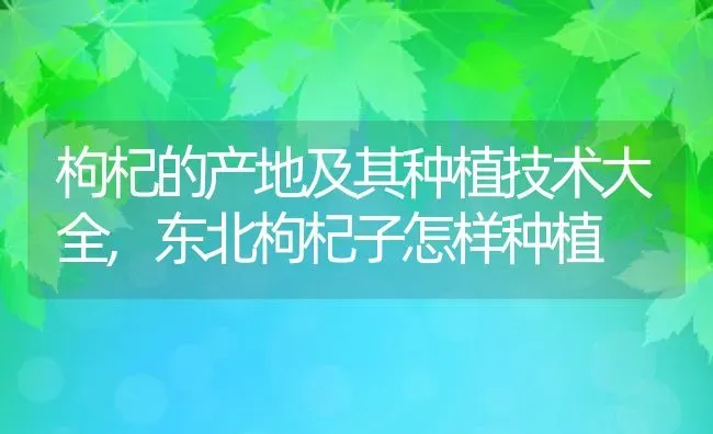 枸杞的产地及其种植技术大全,东北枸杞子怎样种植 | 养殖学堂