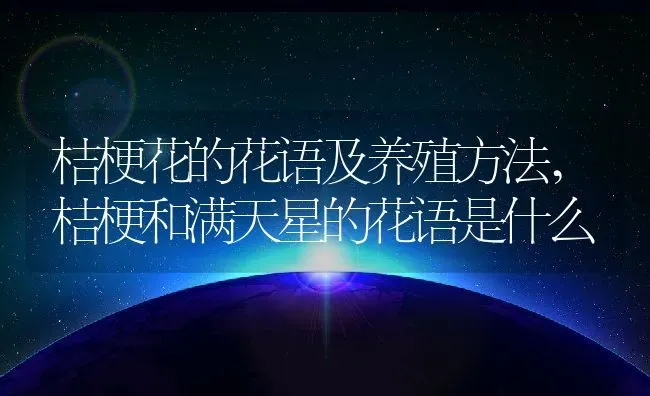 桔梗花的花语及养殖方法,桔梗和满天星的花语是什么 | 养殖学堂