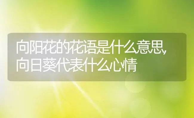 向阳花的花语是什么意思,向日葵代表什么心情 | 养殖学堂