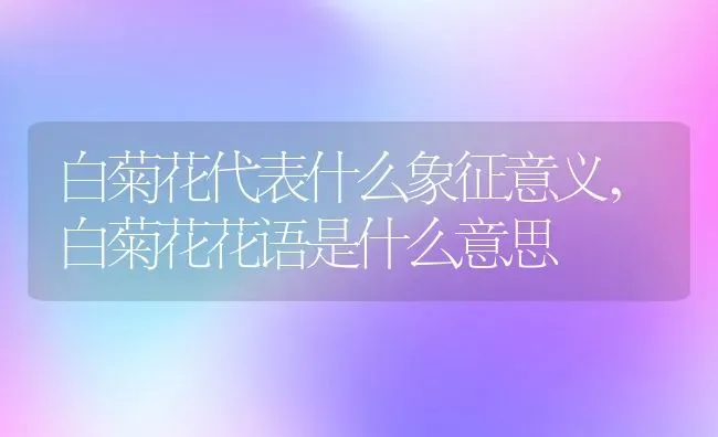 白菊花代表什么象征意义,白菊花花语是什么意思 | 养殖学堂