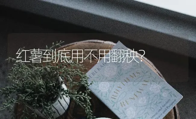 红薯到底用不用翻秧? | 养殖技术大全