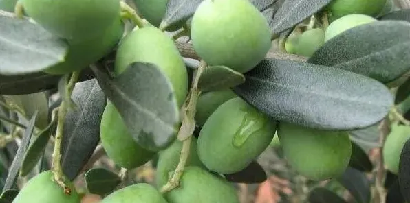 橄榄花果期管理要点分析 | 三农知识