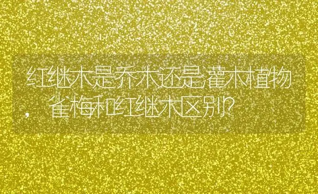 红继木是乔木还是灌木植物,雀梅和红继木区别？ | 养殖科普