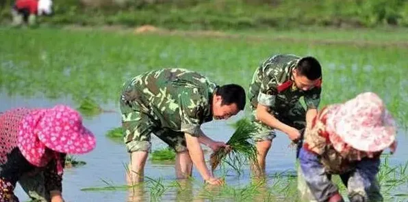 水稻插秧期、分蘖期、杨花期、结实期需求特性 | 农广天地