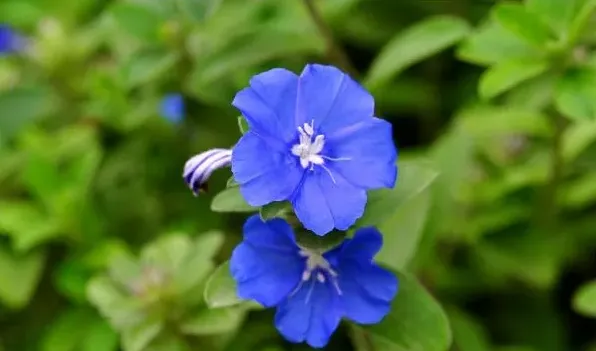 蓝星花开花时间 | 生活常识